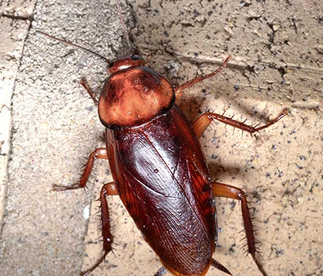 cockroaches pest control services baroda
