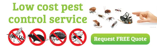 general pest control services in baroda and Vadodara