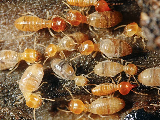 termite pest control services baroda/Vadodara